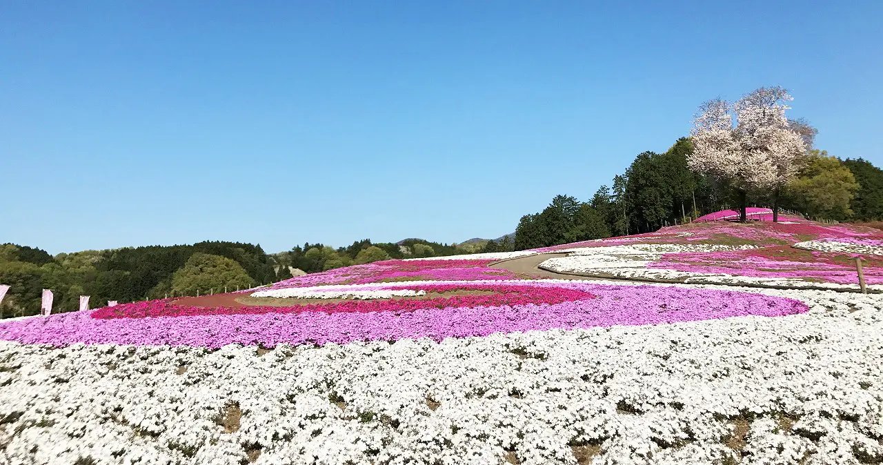 🌸 미사토 꽃잔디 공원(미사토 시바자쿠라 코엔) 이미지 8